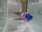 Betta splendens super delta kempvis man