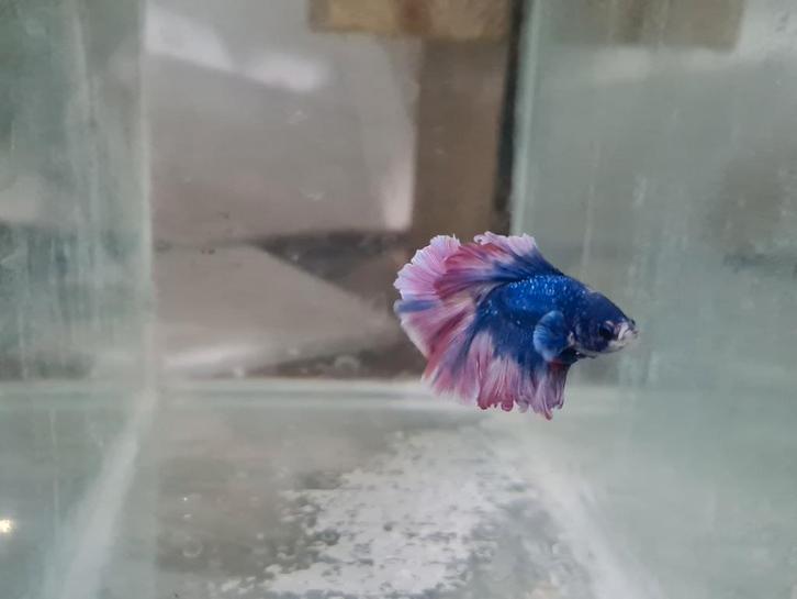 Betta splendens super delta kempvis man, Dieren en Toebehoren, Vissen | Aquariumvissen, Zoetwatervis, Vis