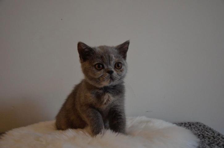Super lief britse korthaar poesje met stamboom, Dieren en Toebehoren, Katten en Kittens | Raskatten | Korthaar, Poes, Met stamboom