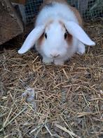 Konijntjes te koop, Dieren en Toebehoren, Konijnen, Meerdere dieren