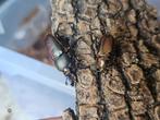 Lamprima adolphinae 1, Dieren en Toebehoren, Insecten en Spinnen, Overige soorten