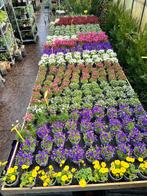 Top 10 voorjaars bloeiers in 13 cm pot, 5 voor €11,00, Vaste plant, Bodembedekkers, Lente, Ophalen