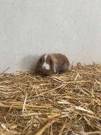 VERLAAGD IVM VAKANTIE Vijf prachtige minilop konijnen, Meerdere dieren, Dwerg