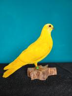 Een prachtige opgezette gele duif!, Nieuw, Opgezet dier, Vogel, Ophalen of Verzenden