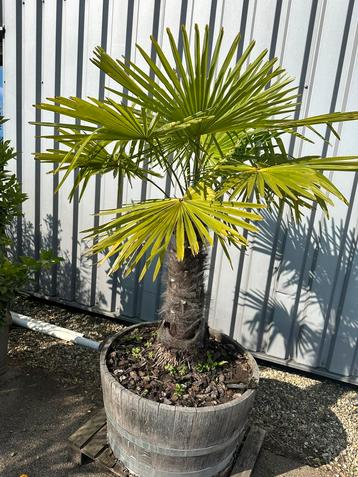 Palm in half wijnvat. AANBIEDING beschikbaar voor biedingen
