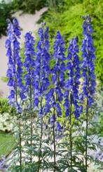Aconitum Napellus - Monnikskap - Tuinplant, Overige soorten, Vaste plant, Ophalen of Verzenden, Halfschaduw