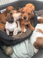 Kaninchen teckel puppy’s te koop, Dieren en Toebehoren, Honden | Teckels en Dashonden, Kaninchen, Rabiës (hondsdolheid), 8 tot 15 weken