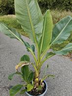 Musella lasiocarpa, Tuin en Terras, Volle zon, Vaste plant, Zomer, Ophalen