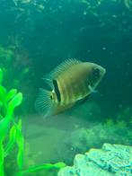 Heros severum, Vis, Zoetwatervis, Schoolvis