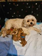 Cavapoo pups zoeken vast een liefdevol mandje  🩷🩵, Dieren en Toebehoren, Honden | Chihuahua's en Gezelschapshonden, Poedel, 8 tot 15 weken