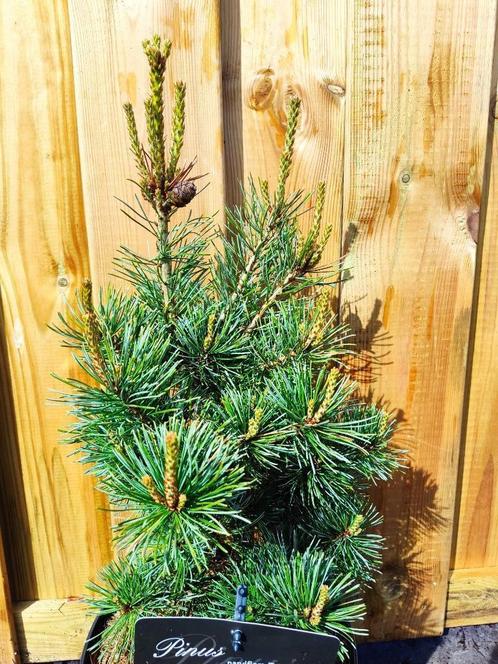 Japanse witte den 'Tempelhof', Tuin en Terras, Planten | Bomen, Overige soorten, Minder dan 100 cm, Volle zon, Bloeit niet, In pot