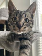 Lieve speelse kitten Tommy, Kater, Kortharig, 0 tot 2 jaar