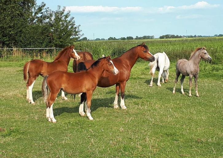 WEIDE TE HUUR GEZOCHT, Dieren en Toebehoren, Stalling en Weidegang, Stalling, Weidegang