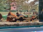 Julidochromis regani Kipili Tanganyika Cichliden, Dieren en Toebehoren, Vissen | Aquariumvissen, Vis, Zoetwatervis
