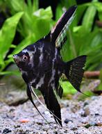 IK BEN OP ZOEK NAAR DEZE MAANVIS(SEN), Dieren en Toebehoren, Vis, Zoutwatervis