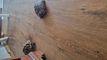 Koppeltje griekse landschildpadden..+- 7 jaar oud  beschikbaar voor biedingen