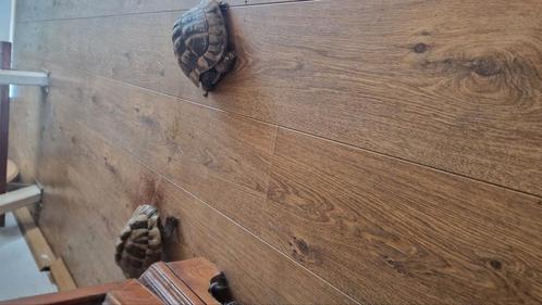 Koppeltje griekse landschildpadden..+- 7 jaar oud, Dieren en Toebehoren, Reptielen en Amfibieën, Schildpad