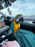 Lieve bg ara man, Mannelijk, Parkiet