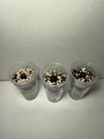 Alocasia regal shiels corms, Ophalen of Verzenden, Zo goed als nieuw, Staal