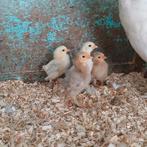 4 sabelpoot krielkuikens, Dieren en Toebehoren, Meerdere dieren, Kip