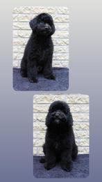 goldendoodle puppy’s, Dieren en Toebehoren, Honden | Niet-rashonden, Rabiës (hondsdolheid), 8 tot 15 weken, Meerdere, Meerdere dieren