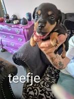 Super mooie jack russel pups, Dieren en Toebehoren, Honden | Teckels en Dashonden, Standaard, CDV (hondenziekte), 8 tot 15 weken