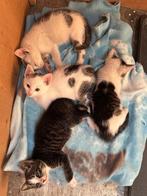Lieve boerderijkittens zoeken een plekje, Dieren en Toebehoren, Katten en Kittens | Overige Katten, Kater, Kortharig, 0 tot 2 jaar