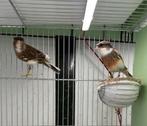 Harlekijn Kanarie Koppel, Dieren en Toebehoren, Vogels | Kanaries, Meerdere dieren, Postuurkanarie