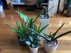Verschillende mooie aparte Sansevieria Sanseveria, Huis en Inrichting, Ophalen, Overige soorten, Minder dan 100 cm