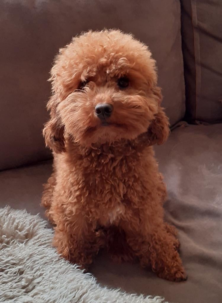 Dekreu toypoedeltje, Dieren en Toebehoren, Reu, Parvo, Eén hond, 3 tot 5 jaar