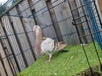 Mooi kleur jiennense duivin uit spanje bruinschimmel, Dieren en Toebehoren, Vogels | Duiven, Vrouwelijk, Kropper