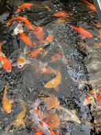 Japanse koi  Ogata, Hirasawa, Omasako  25/35cm AANBIEDING, Dieren en Toebehoren, Karper of Koi