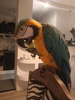 blauw-gele ara papegaai