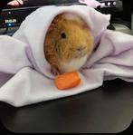Cavia, Dieren en Toebehoren, Knaagdieren, Mannelijk, Cavia, Voor 1 juli 2024, Tam