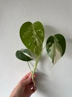 Monstera Variegata Kopstek, Huis en Inrichting, Kamerplanten, Overige soorten, Minder dan 100 cm, Groene kamerplant, Halfschaduw