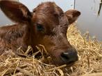 Mooie Jersey x Holstein stierkalf (Andy Red) zoekt goed huis, Dieren en Toebehoren, November, Mannelijk