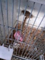 Bastaard man 2025 zit koud, Dieren en Toebehoren, Mannelijk, Bastaard