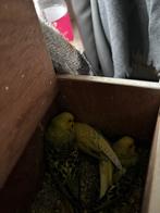 Graspad, Dieren en Toebehoren, Vogels | Parkieten en Papegaaien