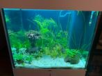 Juwel Rio 120 Aquarium + Stand – Complete Setup, Dieren en Toebehoren, Vissen | Aquaria en Toebehoren, Ophalen of Verzenden, Leeg aquarium