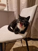 Poes en kater van 6.5 jaar oud zoeken nieuw baasje, Dieren en Toebehoren, Meerdere dieren