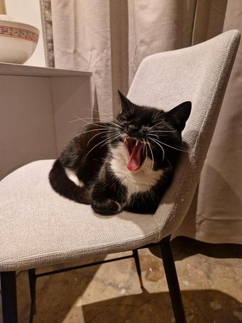 Poes en kater van 6.5 jaar oud zoeken nieuw baasje, Dieren en Toebehoren, Katten en Kittens | Overige Katten, Meerdere dieren