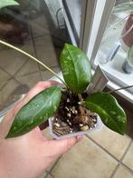 Hoya erythrostemma splash, Huis en Inrichting, Kamerplanten, Verzenden, Overige soorten, Halfschaduw, Minder dan 100 cm
