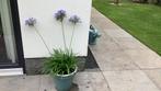 Agapanthus blauw bladhoudend, Volle zon, Vaste plant, Zomer, Ophalen