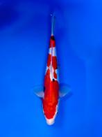 VHQ Tateshita Beni Kumonryu 27-32cm Japanse koi, Dieren en Toebehoren, Vissen | Vijvervissen, Karper of Koi