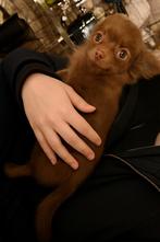 Chihuahua teefje 3 maanden oud, Dieren en Toebehoren, België, Particulier, Rabiës (hondsdolheid), 15 weken tot 1 jaar