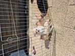 Super mooie raszuiver  chihuahua  pups Super  langhaar, Dieren en Toebehoren, Honden | Chihuahua's en Gezelschapshonden, CDV (hondenziekte)