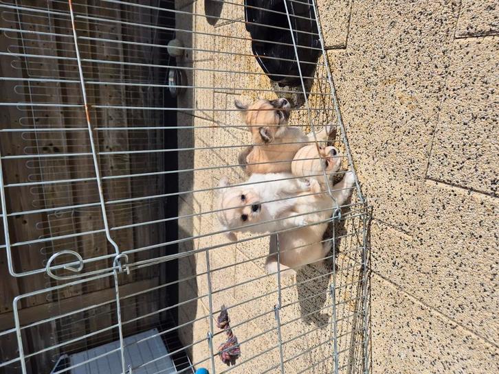 Super mooie raszuiver  chihuahua  pups Super  langhaar, Dieren en Toebehoren, Honden | Chihuahua's en Gezelschapshonden, Meerdere dieren