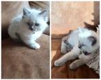 2 Raszuivere Ragdoll Blue Point & Blue Mitted Kittens, Kater, Met stamboom, 0 tot 2 jaar