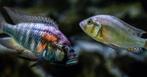 Gezocht: Astatotilapia burtoni vrouwen, Dieren en Toebehoren, Vis, Zoetwatervis
