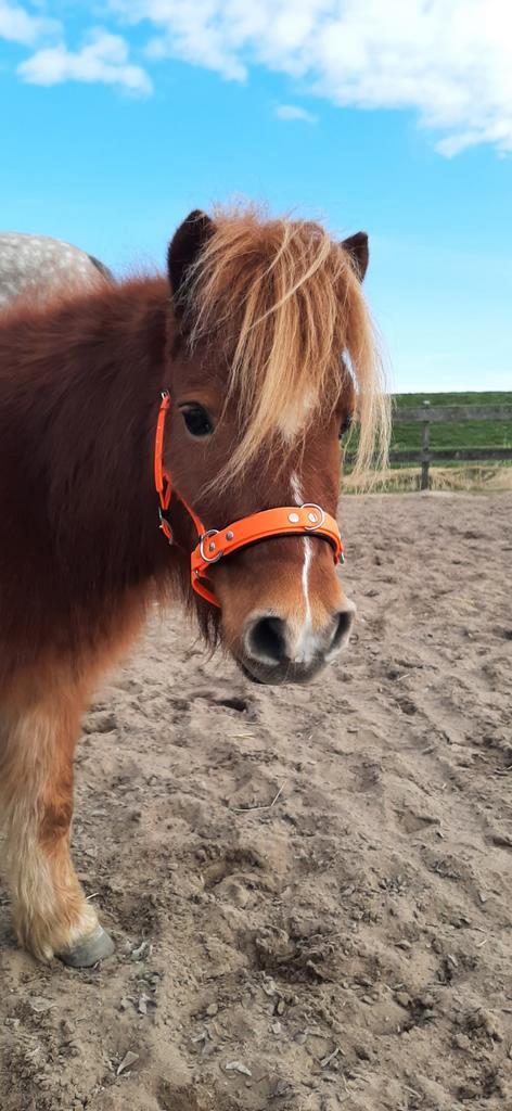 Gezocht bijrijder / verzorger/ mennen / grondwerk, Dieren en Toebehoren, Paarden en Pony's | Verzorgingsproducten, Ophalen